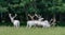 Five majestic white deers in the game reserve, forest in the bacground