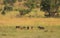 Five male lions fighting for territory, Pilanesberg National Park, South Africa.