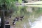 Five male and three female Mallard ducks preening and swimming in a large pond with trees overhanging the edge of the pond