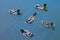 Five males mallard ducks anas platyrhynchos swimming on wate