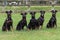 Five Manchester Terriers sitting in field