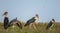 Five marabou storks leptoptilos crumenifures grazing in yellow grasslands at Liuwa Plain National Park