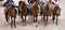Five Mexican Charros riding horses.
