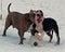 Five month puppy and adult of Old English Bulldog, playing with a plastic canister