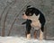 Five month puppy of Old English Bulldog, playing in winter landscape