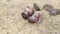Five or more newborn gray mice lie on the ground