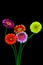 Five multi color gerbera daisy flowers on black background