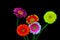 Five multi color gerbera daisy flowers on black background