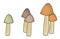 Five mushrooms with small cap