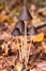 Five Mycena mushrooms in autumn colors