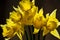 Five Narcissus against a dark background