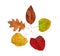 Five Natural colored botany garden leaf from tree isolated