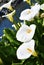 Five neatly arranged calla lilies