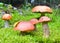 Five orange-cup mushrooms