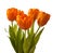 Five orange tulips