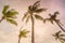 Five palm tops at beautiful beach, slightly cloudy and windy evening at Phu Quoc Island, Vietnam