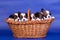 Five Papillon Puppies in basket on blue