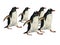 Five Penguins Hurrying in Same Direction