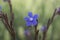 five-petal blue, miniature-looking wildflower