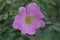 Five Petal Deep Pink Dog Rose Flower