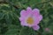 Five Petal Deep Pink Dog Rose Flower