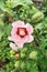 Five petal flower - Rose of Sharon - Hibiscus syriacus