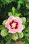 Five petal flower - Rose of Sharon - Hibiscus syriacus