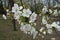 Five-petaled white flowers on branches of sweet cherry in April