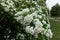 Five-petaled white flowers of germander meadowsweet in May