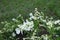 Five petaled white flowers of pearl bush