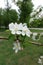 Five-petaled white flowers and pink buds on branch of apple tree in spring