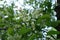 Five-petaled white flowers of Prunus serotina