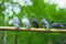 Five pigeon sitting on thick branch of tree