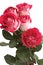 Five pink roses lay on a white background