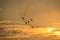 Five planes flying at sunset