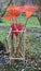 Five plastic broom rake  for collecting fallen leaves in the autumn garden