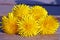 Five plucked yellow dandelions on a neutral background