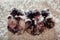 Five pug dog puppies sleeping on carpet at home. Little puppies lying together on their backs