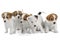 Five puppies Jack Russell Terrier