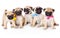 Five puppies of pug