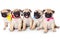 Five puppies of pug