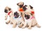 Five puppies of pug