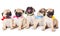 Five puppies of pug