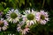 Five purple bee balm blossoms on dark green backgorund