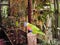 five rainbow lorikeets, Trichoglossus moluccanus, a species of parrot found in Australia