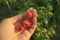 Five raspberries in the female`s hand on the background of green grass.