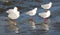 Five red-billed gulls on beach, New Zealand