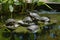 Five Red Eared Slider Turtles in a Cool Sunny Pond