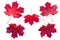 Five red maple leaves isolated