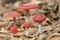 Five red mushrooms fungi